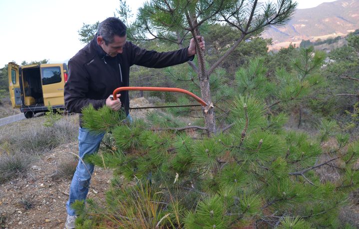 Marc Decroix coupe un sapin pour ses enfants, le 7 décembre 2015, à Aubenasson (Drôme). (YANN THOMPSON / FRANCETV INFO)