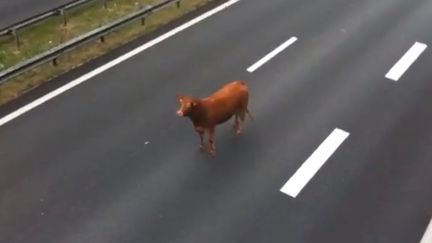 Une vache a interrompu la circulation sur l'A20 au niveau de Limoges (Haute-Vienne), mardi 18 septembre en fin de journ&eacute;e. (CAPTURE D'ÉCRAN / FTVI)