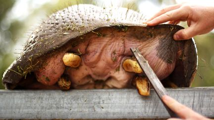 Un soigneur entretient les d&eacute;fenses d'un hippopotame au zoo de Taronga &agrave; Dubbo (Australie), le 20 avril 2012. (MARK KOLBE / GETTY IMAGES)