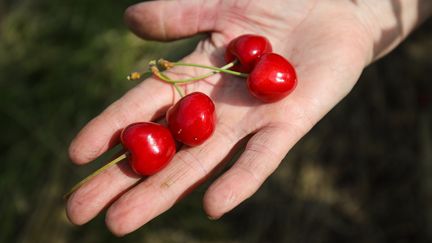 Les cerises sont les fruits qui présentent le plus de résidus de pesticides, selon le rapport de Générations futures. (VITALY TIMKIV / SPUTNIK / AFP)