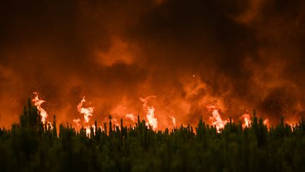 Les flammes dans la forêt, près de Belin-Béliet en Gironde. La ville de 5 000 habitants est la plus proche de l'épicente de l'incendie. (PHILIPPE LOPEZ / AFP)