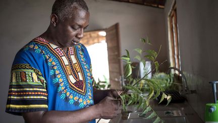 Le "nyamba" repousse les insectes et apporte de l'azote au sol, affirme-t-il en désignant un petit arbuste dans son laboratoire exigu attenant à son champ au bord de l'Oubangui. Le neem (ou margousier) est quant à lui utilisé depuis des millénaires pour ses vertus insecticides, vermifuges, désinfectantes et abortives. L'artemesia est en particulier consommé pour soigner le paludisme. (FLORENT VERGNES / AFP)