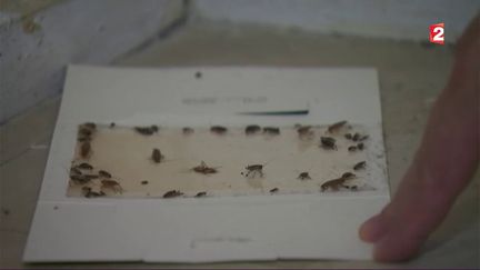 Des cafards piégés dans un immeuble de Champagne au Mont d'Or (Rhône) infesté par des insectes. (FRANCE 2)