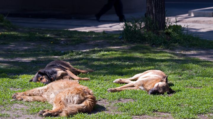 Si ceux l&agrave; se dorent au soleil, depuis 2009, pr&egrave;s de 1 300 chiens ont &eacute;t&eacute; tu&eacute;s dans la seule r&eacute;gion de Moscou. (BJOERN STEINZ / AFP)