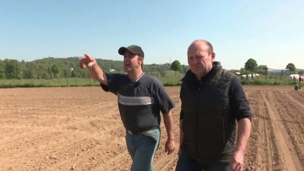 Haut-Rhin : les agriculteurs démunis face aux attaques de corbeaux