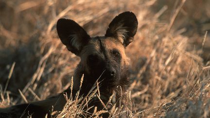 Un travail de fond a été mené avec les communautés locales de cette région, afin de montrer le caractère inoffensif de l’animal. Le territoire de Laikipia est composé de ranchs et de propriétés privées, sillonnés de troupeaux de vaches et de chèvres, mais le lycaon s’attaque assez rarement au bétail. On l’accusait à tort, alors que les coupables étaient à chercher parmi les lions ou les léopards, expliquent les spécialistes. Le comportement naturel de l’animal semble avoir changé à Laikipia, s’adaptant petit à petit à la présence humaine. Car ces chiens sauvages ont appris à se méfier des humains. Ils évitent les habitations et ne rentrent pas en contact avec le bétail. (NOVACK N./HORIZONFEATURES/LEEMAGE/AFP)