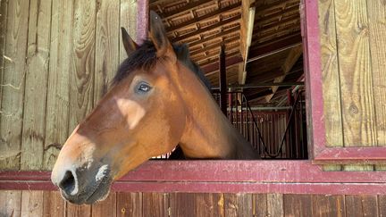 L'origine du cheval domestique enfin percée (illustration). (NOÉMIE GUILLOTIN / RADIO FRANCE)