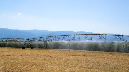 Canicule : 6 500 hectares brûlés