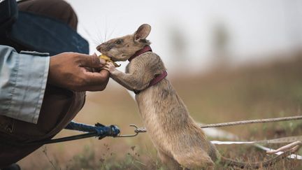 Magawa, le rat détecteur de mines au Cambodge. (HANDOUT / PDSA)