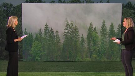 Réchauffement climatique : un tiers des espèces d'arbres en Europe menacé d'extinction d'ici 2100