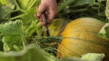 Irlande : au cœur de la récolte de citrouilles