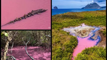 Plusieurs photographes passionnés ont immortalisé ce phénomène de mangrove rose.&nbsp;Un phénomène qui vient de se reproduire en mai 2021. (MARTINIQUE LA 1ERE /MANUELA MARIE-LOUISE / ERIC CHARPENTIER-TITY / GERARD GRADUEL DE PASSIFOTO)