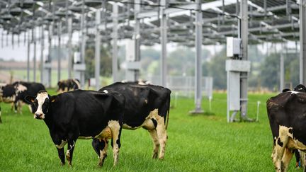 Inauguration de l’ombrière agrivoltaïque de Souleuvre en Bocage dans le Calvados, le 24 septembre 2024, au lieu-dit Le Roulet. (MATHIS HARPHAM / OUEST-FRANCE / MAXPPP)