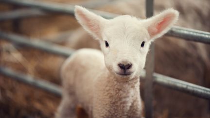 Une agnelle, g&eacute;n&eacute;tiquement modifi&eacute;e par l'Inra, s'est retrouv&eacute;e commercialis&eacute;e en novembre 2014. (CHRISTINA KILGOUR / MOMENT RM / GETTY IMAGES)