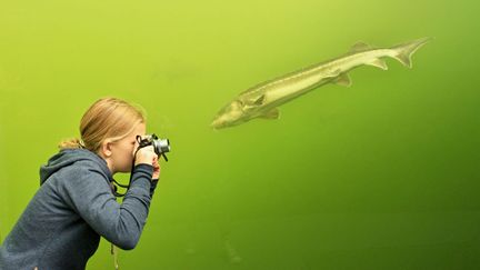 Une jeune fille prend en photo un poisson depuis un tunnel transparent traversant un lac pr&egrave;s de Brno (R&eacute;publique tch&egrave;que), le 30 septembre 2013. (RADEK MICA / AFP)