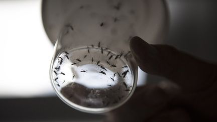 &nbsp; (Le virus Zika est transmis par le moustique Aedes aegypti © MaxPPP)