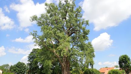 L'âge de La Pouplie est estimé à 300 ans environ.&nbsp; (ISABELLE MORAND / A. POLET / RADIO FRANCE / FRANCE INFO)