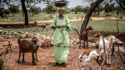 Dans certains pays africains, les femmes représentent 60% de la force de travail dans les exploitations familiales. Elles sont principalement responsables des activités agricoles telles que la culture des légumes, la préservation des récoltes et l'élevage des petits ruminants (moutons, chèvres...). Les femmes sont également responsables de l'alimentation de la famille et préparent les repas. Faciliter l'égalité entre les sexes permettrait d'augmenter la production et la consommation alimentaires de près de 10% et de réduire la pauvreté d'environ 13%, selon la FAO. (LUIS TATO/FAO/AFP)