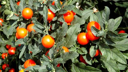 Le pommier d'amour et ses fruits rouges à ne pas porter à la bouche... (SNHF)