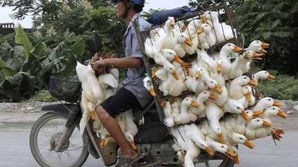 Optimisation du transport de canards destin&eacute;s &agrave; &ecirc;tre vendus sur un march&eacute; pr&egrave;s de Hano&iuml; (Vietnam), le 31 mai 2012. (NGUYEN HUY KHAM / REUTERS)