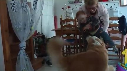 Un chien d'aveugle dès le plus jeune âge (FRANCE 3)