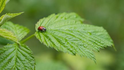 Une coccinelle dans l'Ariège, le 19 juin 2023. (LILIAN CAZABET / HANS LUCAS / AFP)