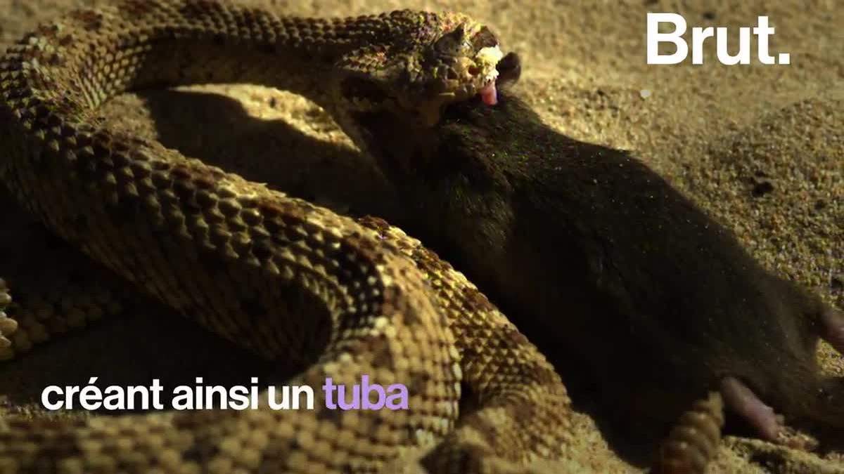 VIDEO. Comment les serpents avalent-ils leurs proies ? Ophiophobes, cette  vidéo n’est pas pour vous