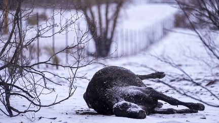 Outre les biens matériels, de nombreux animaux sont morts lors de ces incendies historiques, comme cette vache étendue sur le sol à Fritch, ville qui se trouve à une vingtaine de kilomètres au nord d'Amarillo (Texas), le 29 février 2024. (JULIO CORTEZ / AP / SIPA)