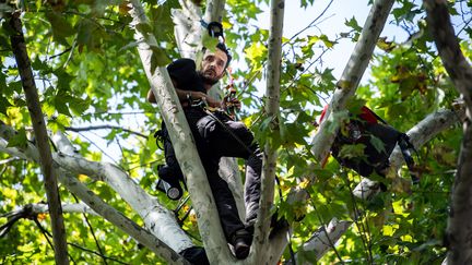 Thomas Brail est resté perché 28 jours dans un platane en face du ministère de la Transition écologique à Paris en septembre 2019. (MARTIN BUREAU / AFP)