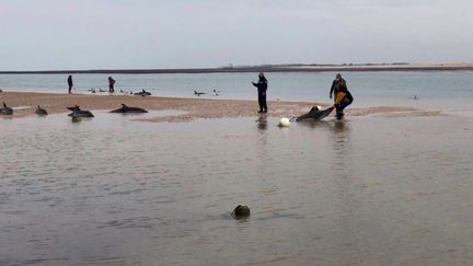 Ile de Ré : des dauphins échoués ont été sauvés