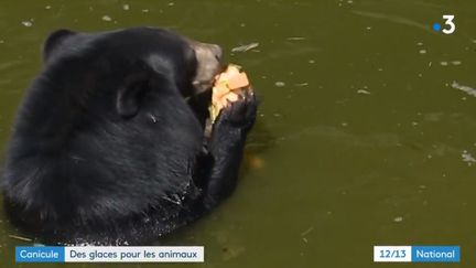 Canicule : des glaces pour les animaux