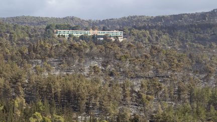 La forêt du mont Carmel, près d'Hein Hod, le 6 décembre 2010. (JACK GUEZ / AFP)