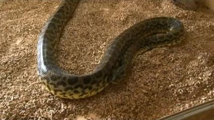 Cette femelle anaconda a donn&eacute; naissance le 20 juin, en Ari&egrave;ge, &agrave; un b&eacute;b&eacute; anaconda, quatre ans apr&egrave;s son dernier contact avec un m&acirc;le.&nbsp; ( FRANCE 3 / FRANCETV INFO)