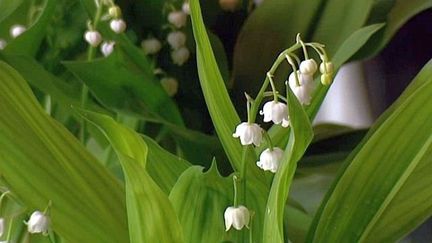 Du muguet produit dans le Béarn