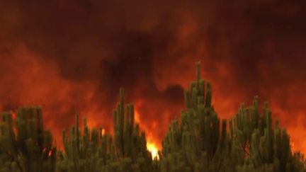 Mercredi 10 août, dans la soirée, la situation était de plus en plus critique en Gironde et dans les Landes, où 6 200 hectares ont été ravagés par les incendies en seulement une journée. Les moyens sur place ont été renforcés. (FRANCEINFO)