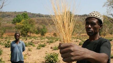 Récolte du fonio, céréale traditionnelle africaine. (libre de droits)