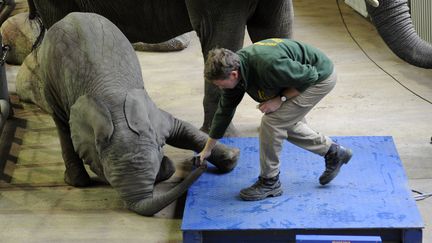 L'&eacute;l&eacute;phanteau Uli r&eacute;siste &agrave; son gardien qui tente de le faire monter sur la balance, dans le zoo de Wuppertal (Allemagne) (MARIUS BECKER / AFP)