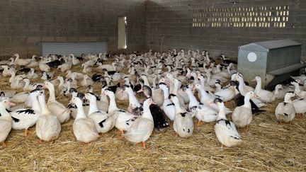 Des canards mis à l'abri dans les landes pour limiter les risques de contamination à la grippe aviaire par les oiseaux migrateurs, le 9 septembre 2021 à Doazit (Landes). (RENAUD BIONDI-MAUGEY / RADIO FRANCE)