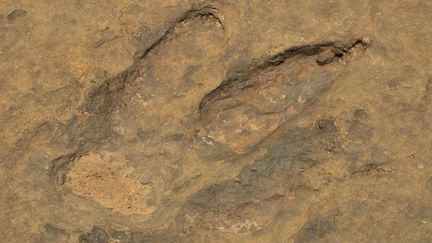 Une empreinte fossilisée de T-Rex découverte au Cameroun (Afrique). (FABIAN VON POSER / IMAGEBROKER RF)