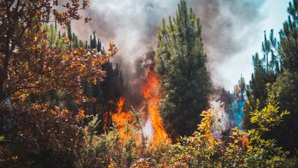 La forêt girondine brûle encore. Plus de 7 400 hecatres sont partis en fumée depuis le 9 août. (BENJAMIN GUILLOT-MOUEIX / HANS LUCAS)