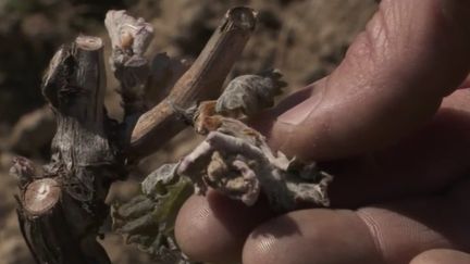 Drôme : des abricotiers et des vignes détruits par le gel