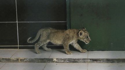 Un lionceau en Turquie, le 24 août 2017 (photo d'illustration). (ENSAR OZDEMIR / ANADOLU AGENCY / AFP)