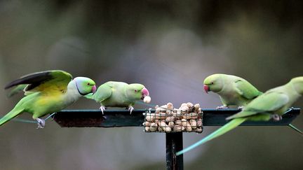 Les perruches à collier&nbsp;prolifèrent notamment grâce aux bons soins des habitants des zones où elles se sont installées, comme ici à&nbsp;Villeneuve d'Ascq (Nord).&nbsp; (PHILIPPE HUGUEN / AFP)