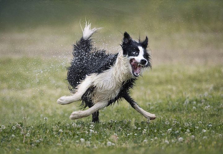 "Nilo's Love for water" (L'amour de l'eau de Nilo) de Jose Bayon (Espagne). "Nilo est un chien adopté de 10 mois. Il a été renversé par une voiture est en a réchappé de peu. Maintenant sorti d'affaire, il a découvert l'eau pour la première fois. Ses pirouettes montrent sa passion pour l'eau. Un coup de foudre."&nbsp; (JOSE BAYON - COMEDY PET PHOTOGRAPHY AWARDS)