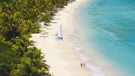 Les Antilles face à l'invasion des algues brunes