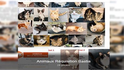 La SPA de Corse a publié les photos des animaux sur sa page Facebook.&nbsp; (CAPTURE ECRAN FACEBOOK SPA CORSE)