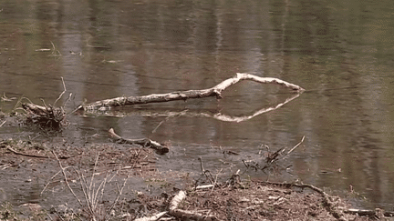 Une quinzaine de départements français sont désormais concernés, dimanche 9 avril, par des restrictions d’eau. Reportage dans le Gard, où les nappes phréatiques sont à des niveaux très bas. (France 3)