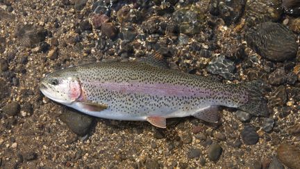 Un poisson photographié en avril. C'est donc bien un poisson d'avril. (NOBUYUKI YOSHIKAWA/AFLO / SCORE RF / GETTY)