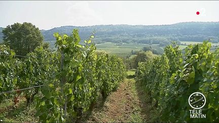 Des vignes dans le Jura. (France 2)