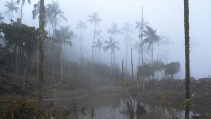 Une forêt située&nbsp;dans le massif montagneux de la Sierra Nevada de Santa Marta, en Colombie, est détruite, le 21 janvier 2010. (MAXPPP)